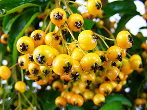 Suttons Pyracantha, Hardy Evergreen Shrub Firethorn with Yellow Autumn Berries for Cottage Gardens & Outdoors, 1 x Soleil d'Or Plant in a 2 Litre Pot