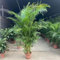 10 pcs goldfruchtpalme samen, garten geschenke für frauen, winterharte kübelpflanzen, Chrysalidocarpus lutescens, samen, bodendecker winterhart mehrjährig stauden winterhart mehrjährig,