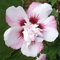 Hibiscus Pflanzen zwiebeln,Winterharte,hibiscus Pflanzen,Pflanzen in Top Qualität,Hibiscus Pflanzen Winterhart Mehrjährig,Heimdekoration geeignet,pflegeleicht,hibiskus pflanzen.-2zwiebeln-G