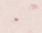 Livingwalls Tapete Lovely Friends Papiertapete Kindertapete 10,05 m x 0,53 m beige braun bunt 303104