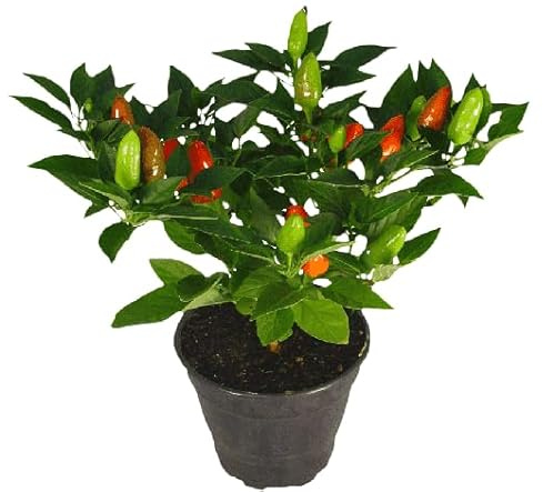Planta Natural de Chile Capsicum el Secreto de una Cocina Llena de Sabor