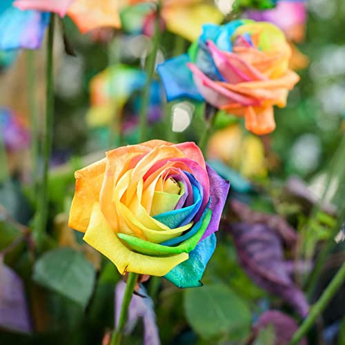 300 pcs Regenbogen kletterrosen winterhart duftend, rosen samen winterhart blumensamen gastgeschenk, rose samen bienenfreundliche blumensamen, kübelpflanzen zimmerpflanzen samen