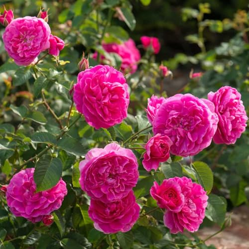 England's Rose ® Auslounge ® Englische Rose