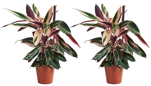 Bloomique - Juego de 2 - Calathea Triostar - Planta Pavo Real - Plantas de Interior - Purifica el Aire - Apto para Mascotas - 40-60 cm de Altura - Maceta de 19 cm