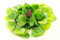 Pondh2o Artificial Floating Water Lettuce Hyacinth (Hydrophyte), 23cm (9 Inch) Diameter, Water Garden Koi Fish Pond Plastic Plant, Aquarium or Pool Decoration