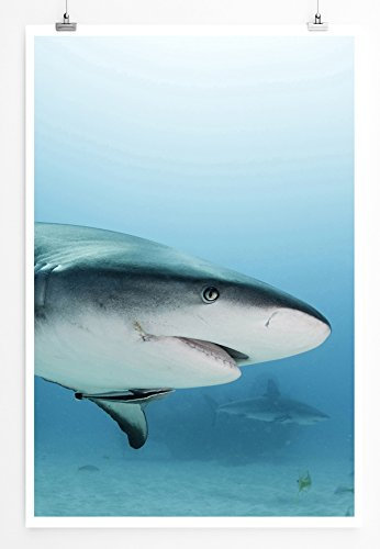 Eau Zone Home Bild - Tierbilder – Weißer Hai in der Karibik- Poster Fotodruck in höchster Qualität
