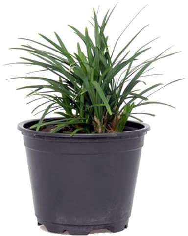 Citronella Natural Planta Utilizada como Repelente de Mosquitos en Verano