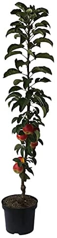 Suncats (S) Säulenapfel Apfelbaum ca. 80-120 cm Topf M7 zweijährig 7,5 Liter Topfballen