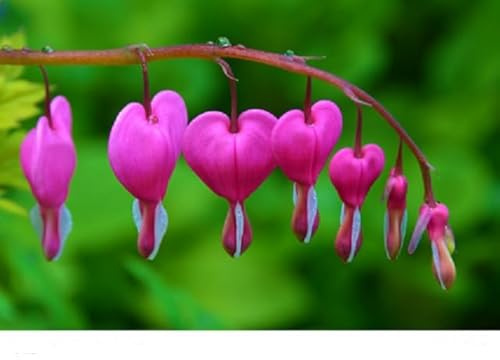 Tränendes Herz pink Dicentra spectabilis 10 Samen