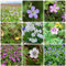 400 pcs storchschnabel pflanze winterhart samen - bodendecker samen balkongarten blumendeko exotische zimmerpflanzen, blumenwiese samen mehrjährig winterhart, frühlingsblumen topfpflanzen