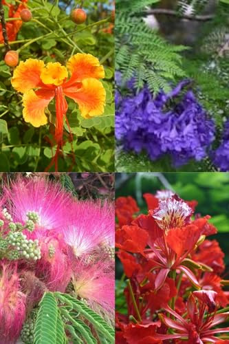 Lote 4 tipos de semillas de Arboles Floridos (Jacaranda, Ponciana, Flamboyán, Acacia de Constantinopla)