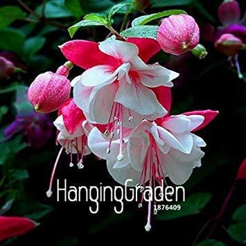 PLAT FIRM: Rosa Glocken Fuchsia Samen Topf Samen Samen Fuchsien hängend 50 PCS/Lot, Z0JNFN