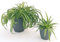 POWERS TO FLOWERS - DOUBLE CHLOROPHYTUM, FALANGIO IN VASO CERAMICA ANTRACITE DOUBLE, piante vere