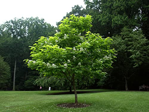 Catalpa bignonioides “Albero dei sigari”, Pianta in vaso, Piante vere da esterno 160/200 cm, Vivaio di Castelletto
