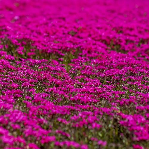 100 pcs blaukissen winterhart mehrjährig pflanze samen winterfeste pflanzen für balkon pflanztopf geschenke für gartenliebhaber pflanzensamen steingartenpflanzen winterhart