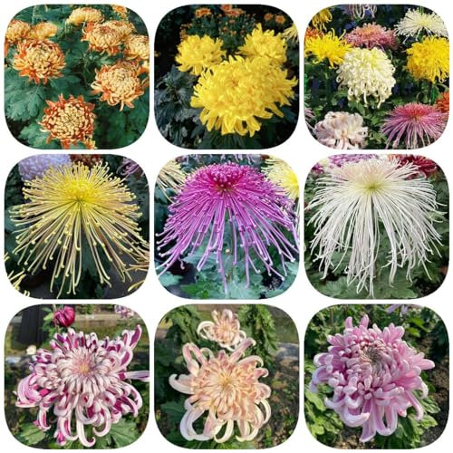 180 piezas de semillas resistentes de crisantemo - maceta de flores silvestres crisantemo de verano, crisantemo morifolium, flores de jardín perennes