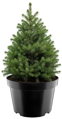 Garronda Blumentopf rund Kunststoff Ø38 x 25 cm (20L) mit Drainagelöchern Pflanztopf Robustes PP Pflanzgefäß für Garten Gewächshaus Balkon Anzucht Innen Außenbereich Schwarz GD-0202