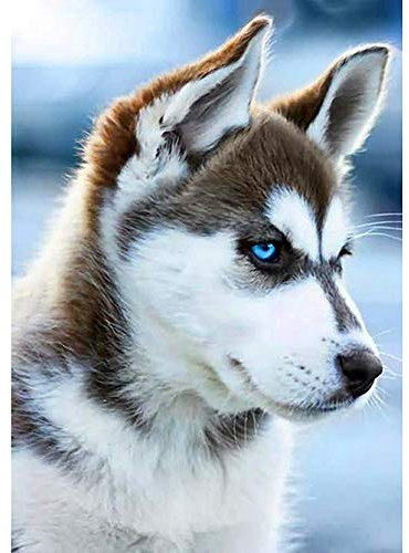 Domybest Husky 5D DIY Diamond Painting Tiere, komplettes Handwerk, Basteln, Malerei, Diamant-Stickerei, Kreuzstich, komplett, für Dekoration, Geschenk, 30 x 40 cm