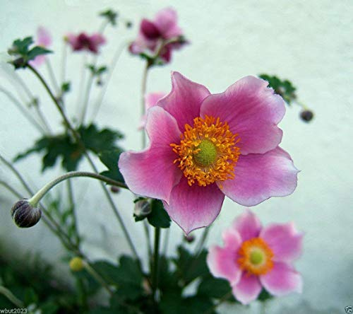 30 semi-cinesische Anemone, Giapponese Fingerhut, Anemone hupehensis