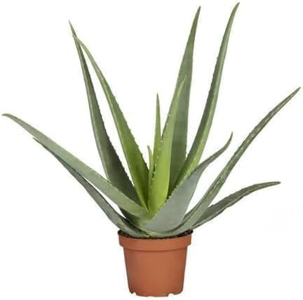 Pianta grassa succulenta da Esterno Interno con Vaso (ALOE VERA -)