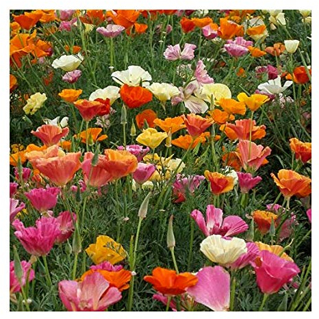 Kalifornischer Mohn Mission Bells - 250 Samen
