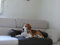 Artur Soja Leo Hundebett Couch L 85 x 100cm SCHWARZ Sesselschutz Sofaschutz COUCHPROTECT