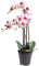 künstliche Orchidee Bora (Orchideen Pflanze/Phalaenopsis) im schwarzen Kunststofftopf mit Rispen, Blättern und Luftwurzeln real touch (creme-pink, ca. 60 cm / 3 Rispen)