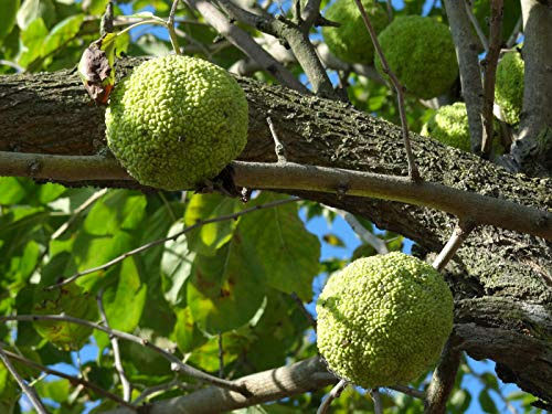 Green Future Pflanzenhandel Osagedorn Maclura pomifera Pflanze 15-20cm Milchorangenbaum Osage-Orange Rarität