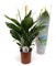 Spathiphyllum 'Bingo Cupido' 80 cm - Einblatt Scheidenblatt Friedenslilie Blattfahne