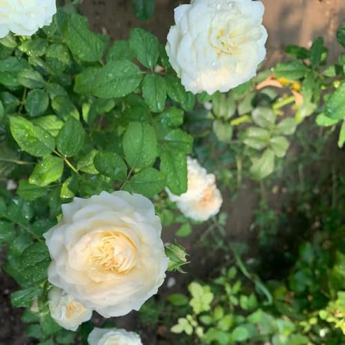 80 pcs kletterrosen samen blumenwiese samen mehrjährig winterhart rosensamen saatgut blumen wildblumensaat blumensamen geschenk garten geschenke für frauen pflanztopf blumen geschenk