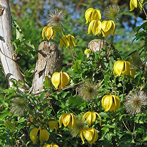 Blumensamen Goldene Clematis (Clematis Tangutica) Perennial