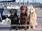 Labrador Retrievers Wandkalender 2021, 12 Monate monatlich, dick, gefaltet, fertig zum Aufhängen, 45,7 x 30,5 cm