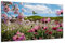DARO Design - Wand-Bild auf 6mm HDF 40x30 cm Blumenwiese Blüten - Wand-Deko Bilder Geschenk