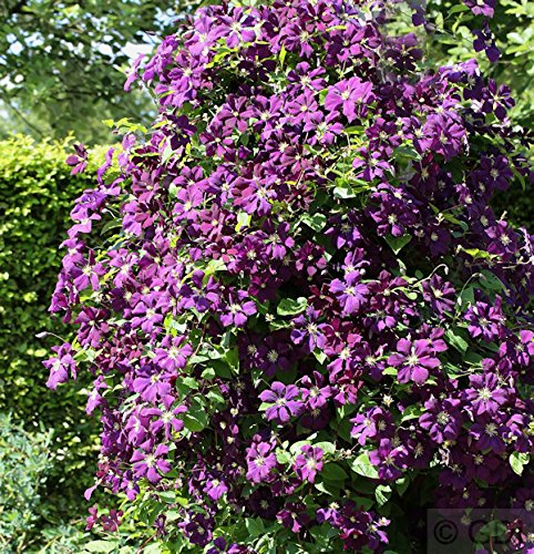 Robuste Waldrebe Etoile Violette 100-125cm - Clematis viticella