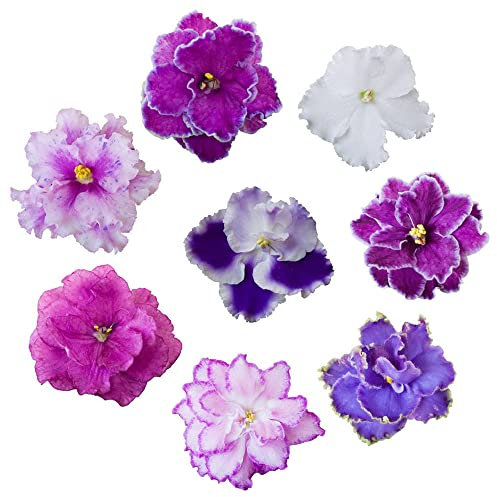 semi di piante d'appartamento viola africana - Levkoje Matthiola incana - Violet Violette miscela fiorita coltivazione in serra indoor semi di fiori adatti alle piante resiste 50 Pezzi