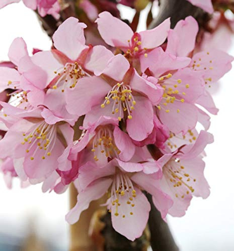 Zwerg Zierkirsche Ruby 40-60cm - Prunus kurilensis - lebende Gartenpflanze aus den Baumschulen