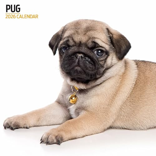 Mops 2026 Moderner Kalender