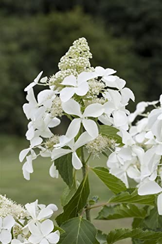 Rispenhortensie 'Skyfall' 15-20 cm Topf Hydrangea paniculata winterhart | Weiße Blüten Juli bis September, duftend, aufrecht buschig, sonnig bis halbschattig, winterhart bis -25 °C