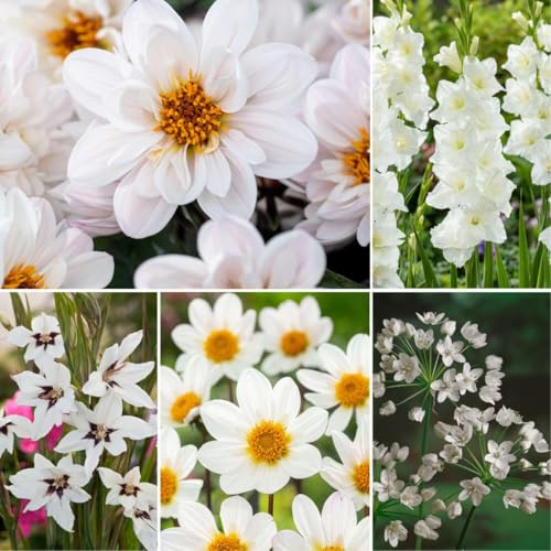 Plant in a Box - Bulb Garden White - Bulb Mix - 125 piezas - Mezcla de diferentes bulbos - Dalias, Gladiolos, Freesia, Oxalis - ¡Plante su jardín de verano en primavera!