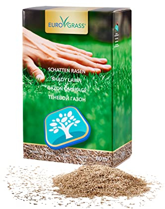 Premium Schattenrasen Rasensamen & Grassamen | Schnellkeimende Rasensaat für Dichten Rasen im Schatten | Nachsaat Rasen Schnellkeimend im Herbst | Pflegeleicht Schattenrasen Samen – 2 kg für 80 m²