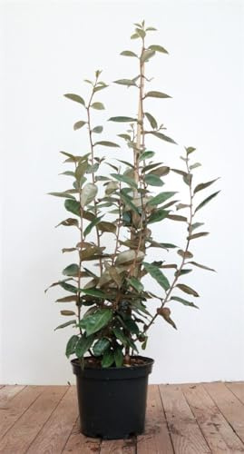 Ölweide 60-80 cm Topf Elaeagnus ebbingei Sichtschutz immergrün winterhart | Elaeagnus ebbingei, immergrün, silbrig-grünes Laub, duftende Herbstblüte, sonnig bis halbschattig, Sichtschutzhecke