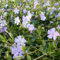 24 x Jungfernkraut, Kleines - Immergrün Vinca minor Topf 9x9cm, für 3m² : Ein robuster Bodendecker für das ganze Jahr