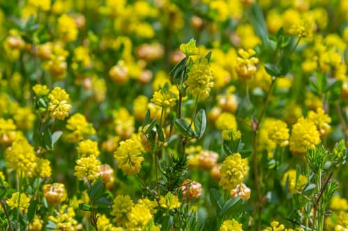 3000 Samen Gelbklee Medicago lupulina Hopfenklee Hasen Klee Nager Futterpflanze