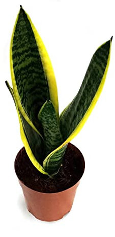 Mini Planta Sansevieria DECOALIVE Planta de Interior Natural