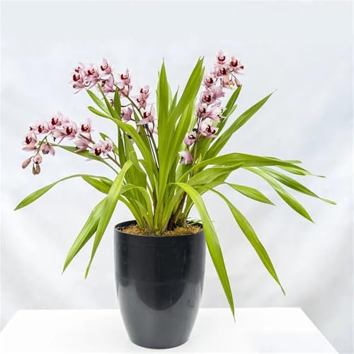 Cymbidium Orchidee Pflanze, Pflegeleicht, Einzigartiges Farbspiel, Topfpflanzen Das Ganze Jahr üBer. Phalaenopsis Orchideen, Winterhart, Kolibri Orchids, Cymbidium-Zwiebeln, 5zwiebeln-F