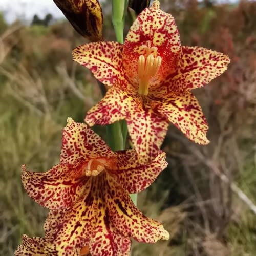 15 Pc Bulbos De Gladiolo Perenne Resistente - Flores Decorativas, Plantas En Macetas Reales Bulbos De Gladiolos Que Florecen En Primavera, Pradera Floreciente Perenne, Jardín De Regalos
