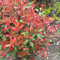 1000 pcs Glanzmispel Samen, bonsaibaum, pflanzen züchten Photinia Fraseri - Heckenpflanzen indoor plants pflanzensamen schnellwachsende sträucher als sichtschutz deko pflanzen winterharte
