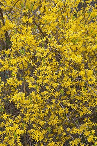 Forsythia 'Lynwood' Forsythie im Topf gewachsen ca. 40-60cm