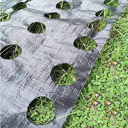 LAMF Unkrautvlies Mulchmatte für Gemüse, robuste Pflanzenschutzsperre für Garten, 100 x 360 cm, mit Pflanzlochdurchmesser 7,5 cm