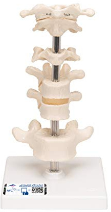 3B Scientific Menschliche Anatomie - 6 Modellwirbel auf Stativ + kostenlose Anatomie App - 3B Smart Anatomy